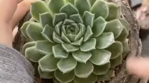 葉が“パッカーン”となりがちな多肉植物→ひと手間くわえると……　驚きの‟現在の姿”に「やはり過酷さが必要」「勇気要りますね」