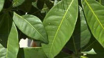ダイソーで買った観葉植物→5年育てると……　「ええええすごい」“まさかの光景に”「めちゃくちゃ奇跡中の奇跡です！」