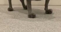 トイプー2匹を“サマーカット”してもらったら……「唐揚げだww」通行人に二度見される姿に「唯一無二のカット」「マッシュルームみたい」