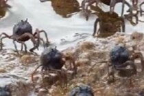 【画像】小さくて丸いカニを食べてみる