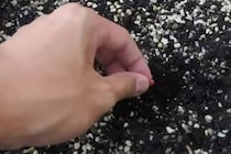 米粒ほどだったスイカの種→プランターに植え、100日後……　「これは今までで一番すごい」まさかの結果が290万再生「最高の投稿をありがとう」「私も育てたい」【海外】