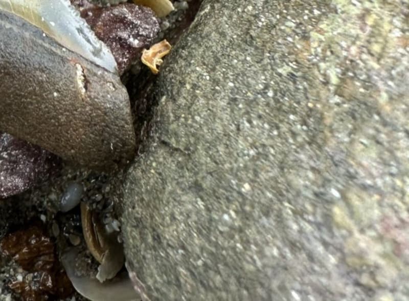 台風直後の海岸で見つけたのは……「えぐいえぐいえぐい」　“まさかの光景”が507万表示「すごい！」「紛れも無い1級品」