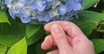 青いあじさいにかざすだけで……　人気キャラが現れる魔法の手作りアイテムが140万表示　「天才だー！」「癒されました」