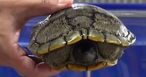 【画像】カメ2匹を入れたら……