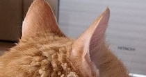 雨の日の朝、愛猫の様子を見ると……　とんでもない毛並みが310万表示　「猫ちゃんにもくせっ毛あるんだ」「初めて見た」
