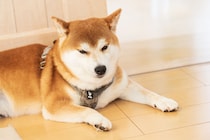 老後に飼いたいと思う「犬種」ランキング！　第2位は「チワワ」、1位は？