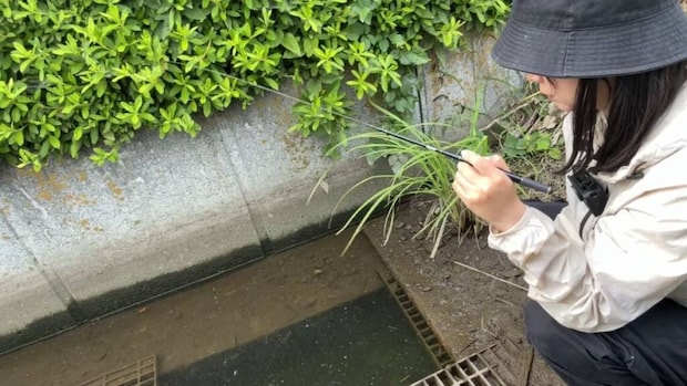 女性が“用水路の穴”にエサを落としたら…… 「驚いちゃいますよ」「凄い」「大漁ですね」「すごく貴重」