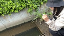 女性が“用水路の穴”にエサを落としたら……　「驚いちゃいますよ」「凄い」「大漁ですね」「すごく貴重」