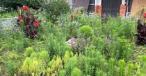 草ボーボーの庭→“除草剤なし”で対策したら数日後……　驚きの光景に「お手軽で確実に効果」「初めて目にしました」