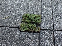 路上でひっそり……　わずかな空間で生きる“けなげなカタバミ”に「かわいい」「綺麗に育ってますね〜！」