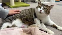 育児放棄された子猫を“無関係な母猫”に預けてみたら……「ホントに凄いね!!」232万再生の信じられない光景に「泣いてまうやろ～～」