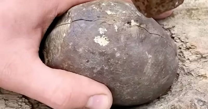 岩場で拾った丸い石→ハンマーで割ってみると……「うわぁ!」 衝撃の中身が470万再生「これはまじで素晴らしすぎる」「色がやばすぎる」【海外】