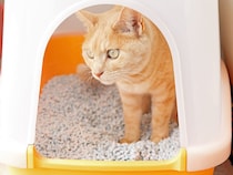 「猫砂に吹きかけて全然臭わない」　“獣医師も使う”プロ向け消臭スプレーが大人気　「匂いでごまかさない」「3回リピート」「動物病院にもあった」