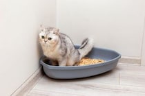 「なくなった途端ニオイが気になった」小林製薬の“ペット用消臭剤”が高評価　「置くだけで手軽」「ストックしてます」