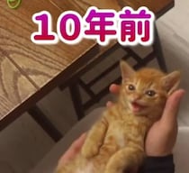 道端に倒れていた“350グラムの子猫”を保護→10年後……「どうして、なぜ…」　“現在の姿”が145万再生「どんだけ愛情かけてもらったのよw」