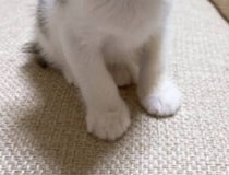 「たぶん猫界の橋本環奈」と言われた元保護猫→納得の姿に「まぶしっ」「な、なんという美猫」「異論なし！」