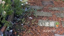 雨が降った翌日、自宅の庭に出てみたら……「絵になるなぁ」　“目を見張る光景”に「ひたすら溜息」「感動しています」