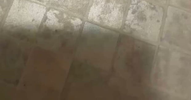 風呂に入ろうとしたら、服から虫がポトリ→ゴキブリかと思ったら……　まさかの正体に「こんな間近で見ることない」「このフォルムは叫ぶわww」
