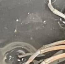 「突然変異？」堀の中で見つけたザリガニをよく見ると……　まさかの姿に「自然界にいるとは」「カッコいい」