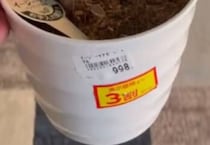 3割引の弱ったガジュマル→お迎えして育てると……　驚きの光景に称賛「助けてもらえて良かった」