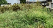 雑草ボーボーの空き地→「1万円」で草刈りしたら……「3万円は取れそう」　“衝撃のビフォーアフター”が900万表示