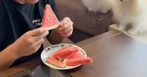【画像】メロンを食べたとき