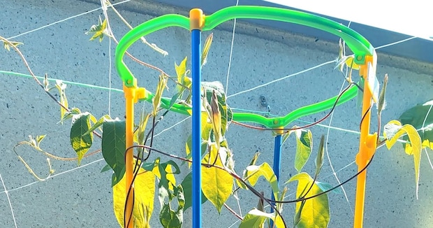 学校から持ち帰ったヒョロヒョロ朝顔→ポリ袋ごと水に浸し、翌朝…… 「うわあああ」まさかの姿に「真似させてもらいます」