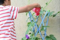 小1息子が夏休みにせっせと育てた朝顔→“ひと工夫”すると……　驚きの自由研究に「スゴイスゴイすてき」「私が審査員だったら賞をあげたい」