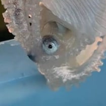 【画像】神秘的な生き物