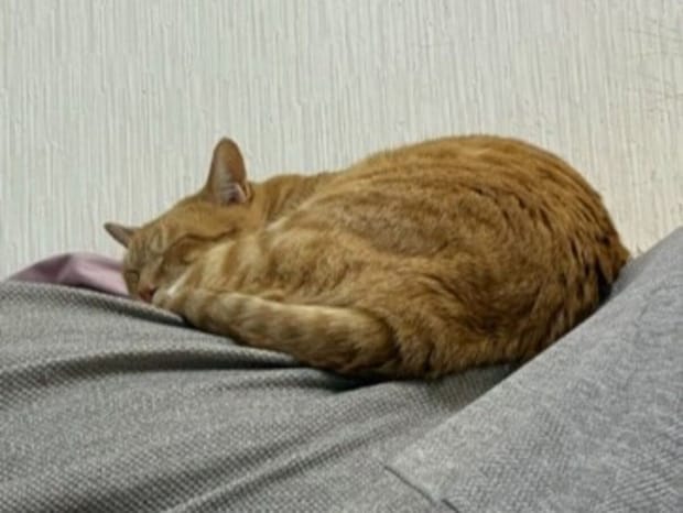 “愛猫のしっぽが落ちている”と激焦り→近づくと…… 「皿落とすところだった」 まさかの光景に「これは悲鳴でちゃう」