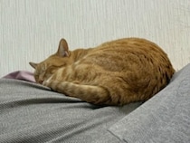 “愛猫のしっぽが落ちている”と激焦り→近づくと……　「皿落とすところだった」　まさかの光景に「これは悲鳴でちゃう」