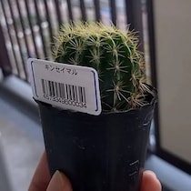 ダイソーでサボテン購入→1つだけ買ったはずが……“驚きの現在”に「えぇええ！？」「子ども作るの上手すぎ」