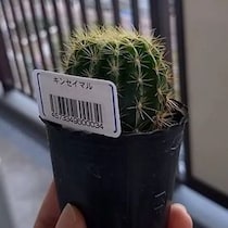 【画像】寄り添う子株をめでる