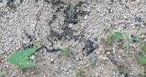 小1息子が学校から持ち帰った“サツマイモの苗”→庭に植えたら、数週間後……「話が違う」　目を疑う光景に「大爆笑」