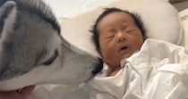 【動画】ハスキーと赤ちゃん