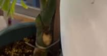 ジモティーで一目惚れした植物→家にお迎えしたら……「えぇぇぇ!!」　驚きの光景に「こんな空間に住めるなんて羨ましい」