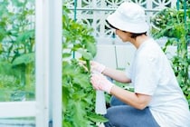 「効果抜群で何年も使っています」　KINCHO（キンチョー）の“殺虫スプレー”が1760円→1300円！　「害虫がいなくなりました」「重宝しています」