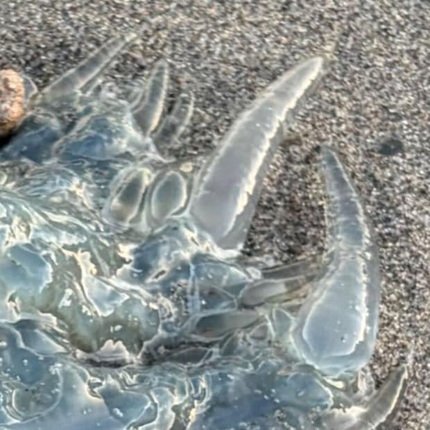 静岡の海で見つけた“謎の物体”→棒でツンツンしたら…… まさかの正体に「ギャーっ!」「絶対触っちゃダメですよ」
