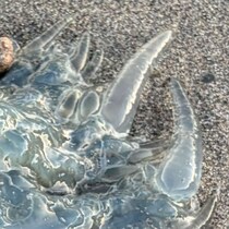 静岡の海で見つけた“謎の物体”→棒でツンツンしたら……　まさかの正体に「ギャーっ！」「絶対触っちゃダメですよ」
