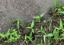 田植え中、足元に違和感→見てみると……「でっか！」　泥の中から現れた“まさかの生き物”に「田んぼにいるんですね！」「びっくりです」