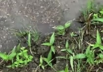 【動画】泥の中にいたのは