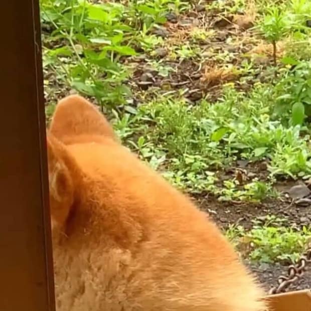 「うちの柴犬が“ふたえ”すぎるんです…」まさかの姿が84万再生「笑っちゃったじゃん！」「声出たwwww」