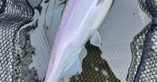 芦ノ湖で釣り上げた魚→さばいてみたら……　衝撃の中身に「初めて見ました！」「こんなこともあるのか」