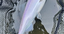 芦ノ湖で釣り上げた魚→さばいてみたら……　衝撃の中身に「初めて見ました！」「こんなこともあるのか」