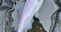 【画像】芦ノ湖で釣ったヒメマス