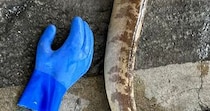 「なんだこれ…」　漁師に「初めて見る」と言われた“謎の生き物”が270万表示　「こわっ！」「まじで見たことない」