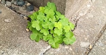 コンクリートの隙間から何度も生える雑草→便利グッズでスッキリ解決「なるほど」「参考になります」