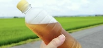 「33回目の購入です」　“うまいペットボトルの麦茶”1位に「三度の食事に合うお茶」「無糖なのに甘みがある」「一番好み」