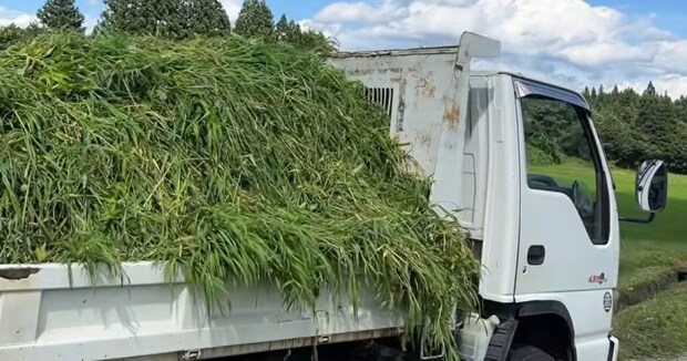 トラック1台分の雑草→牛に全部あげたら……　数時間後、驚きの光景に「ほんと良く食いますね」「偉い」