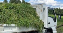 トラック1台分の雑草→牛に全部あげたら……　数時間後、驚きの光景に「ほんと良く食いますね」「偉い」